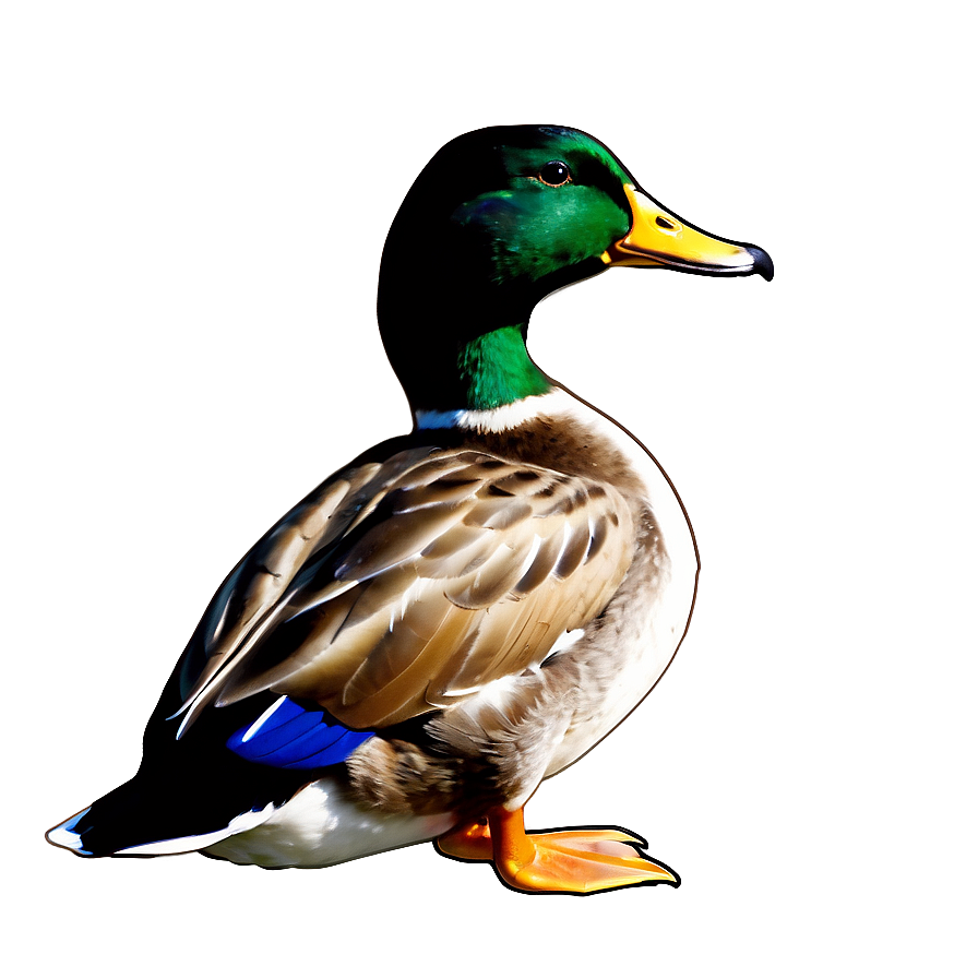 Mallard Duck Outline Png 22 PNG Image