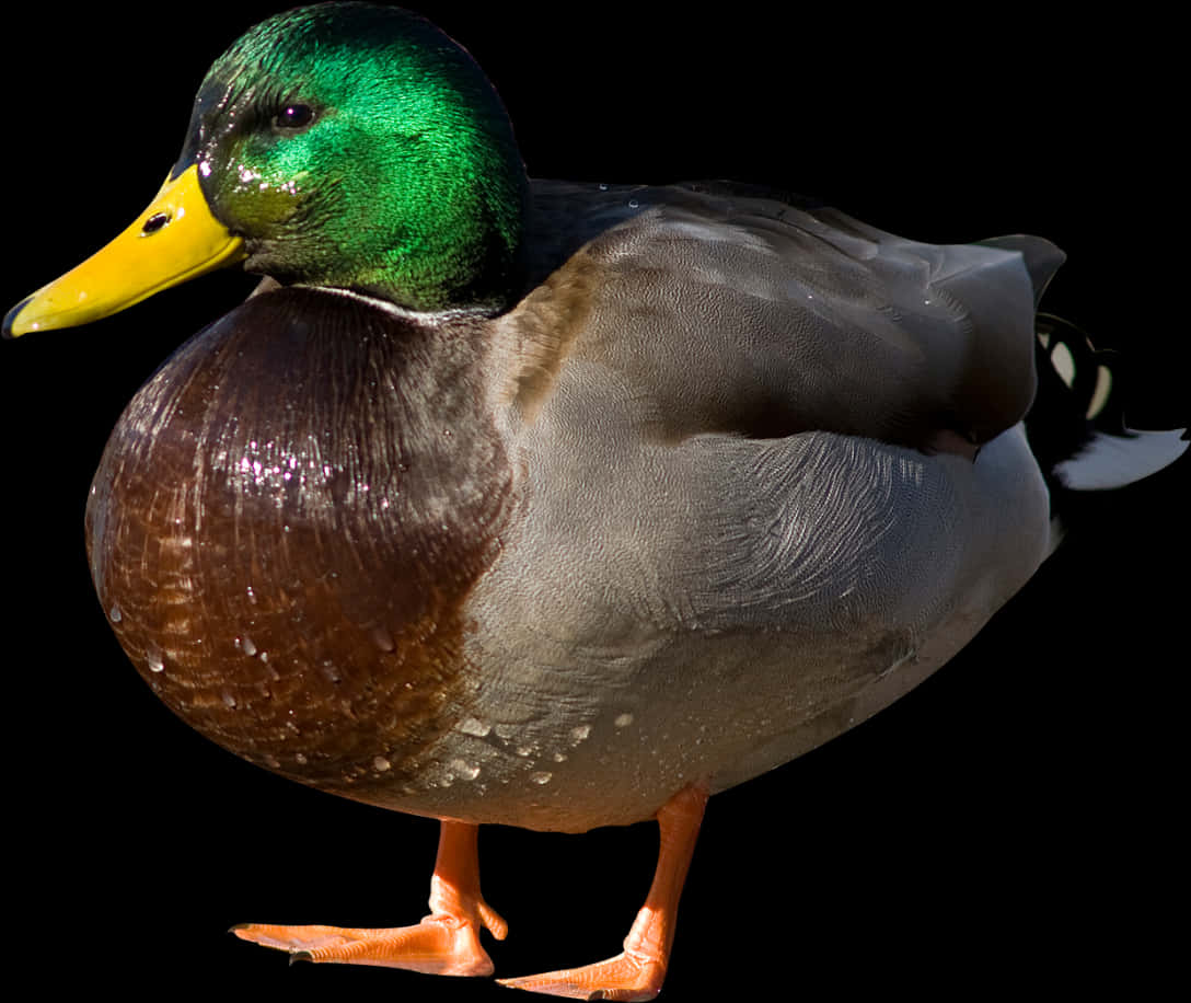 Mallard Duck Portrait PNG Image