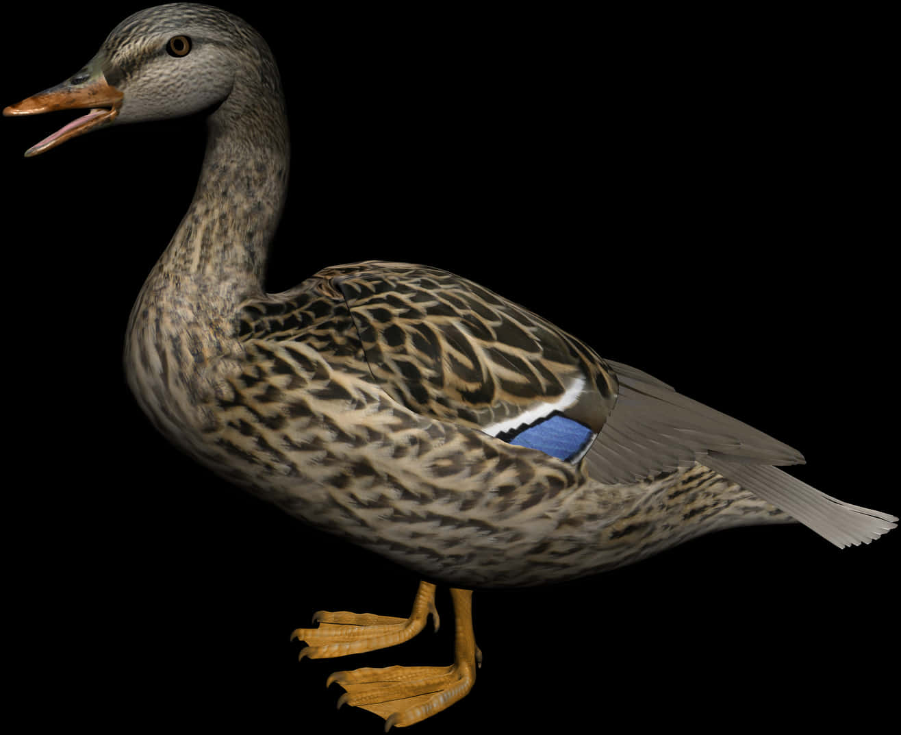 Mallard Duck Profile Black Background PNG Image