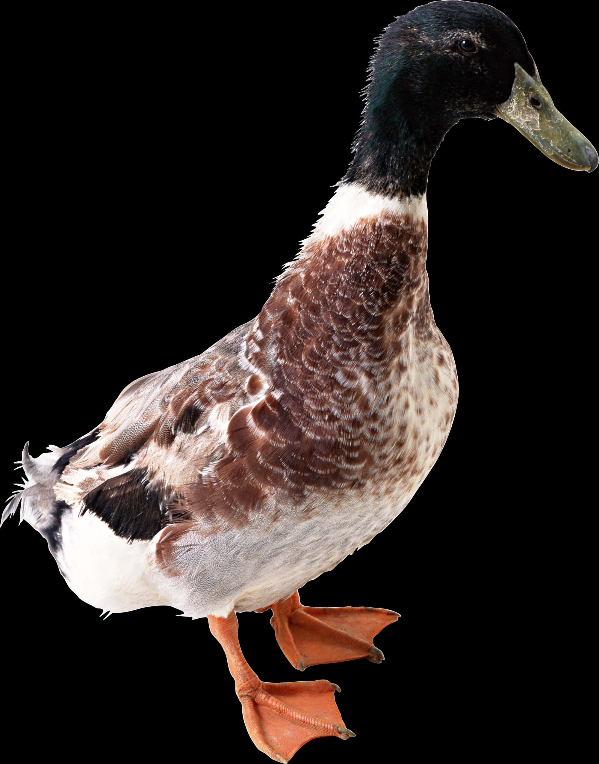 Mallard Duck Profile Black Background.jpg PNG Image