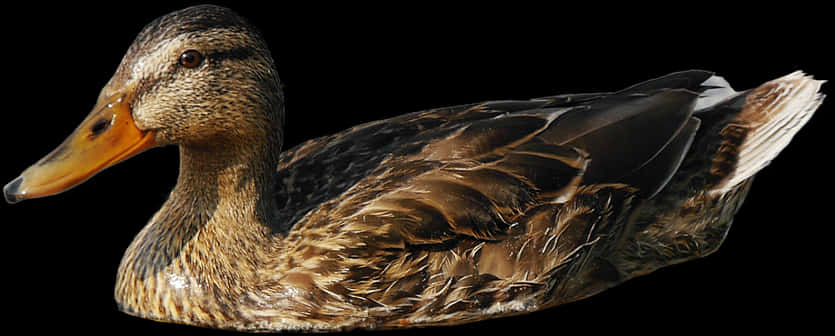 Mallard Duck Profileon Black Background PNG Image