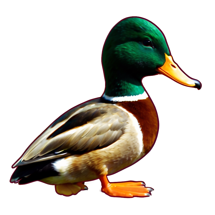 Mallard Duck Standing Png 06262024 PNG Image