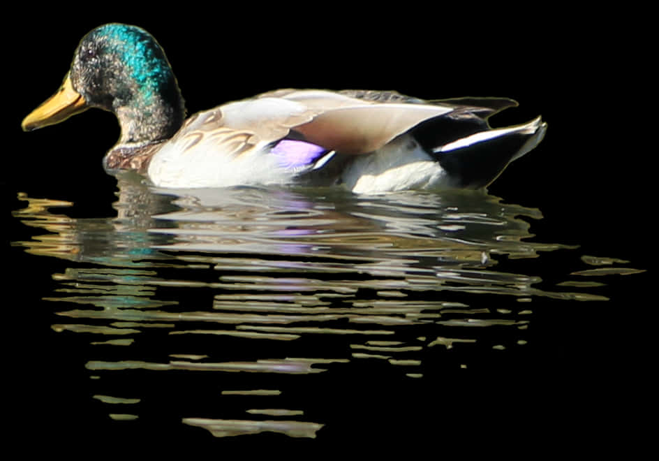 Mallard Duck Swimmingin Water PNG Image