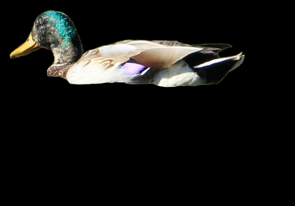 Mallard Duckin Flight PNG Image