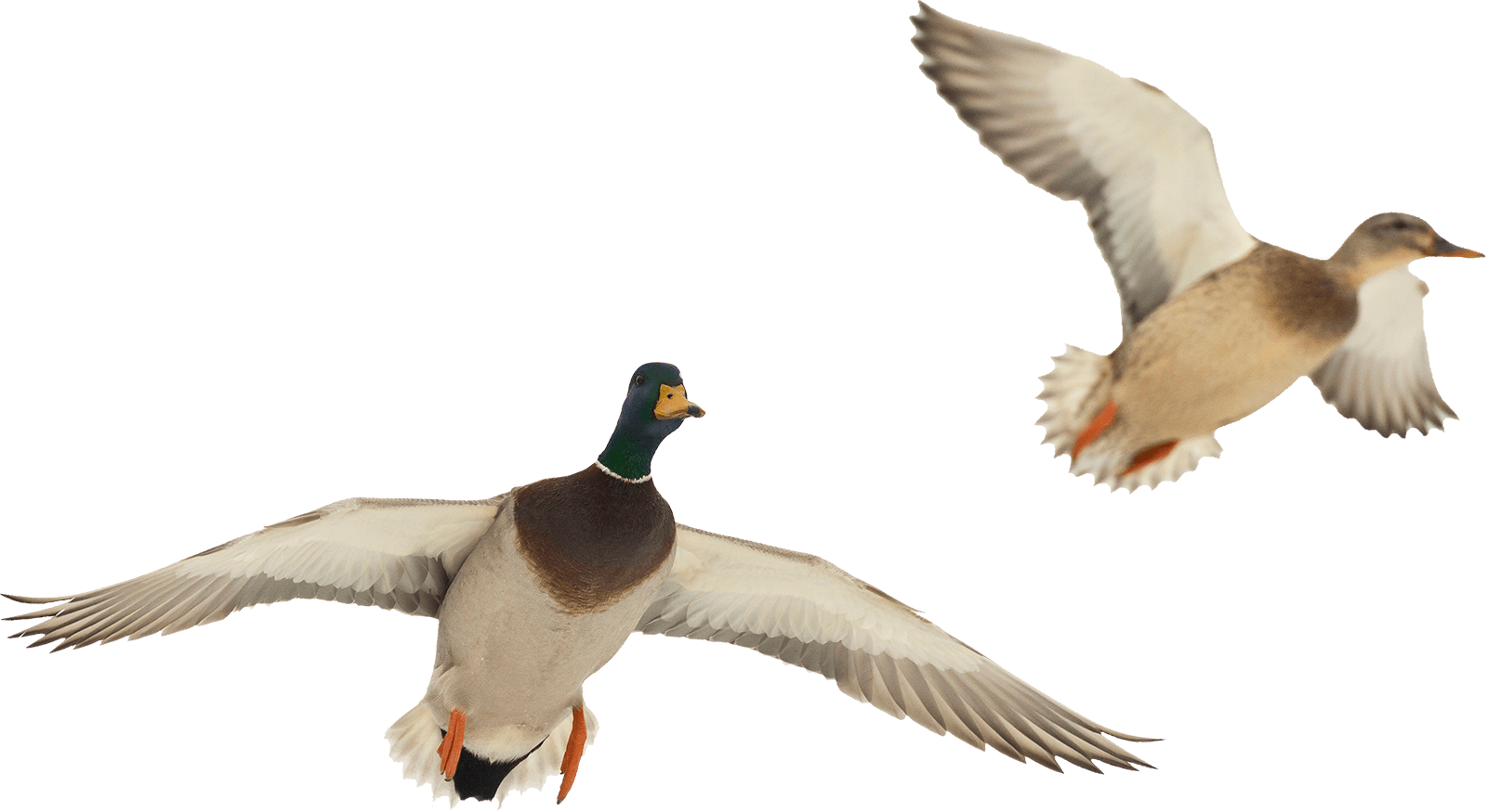 Mallard_ Ducks_ In_ Flight.png PNG Image