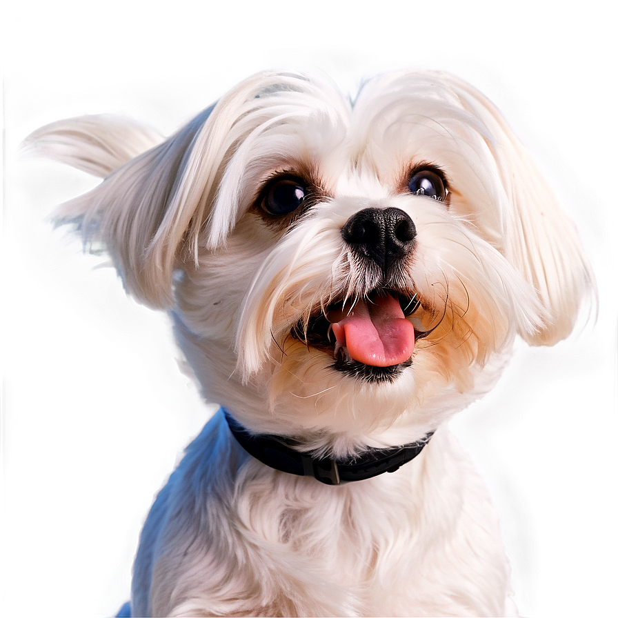 Maltese With Cute Expression Png Mwx97 PNG Image