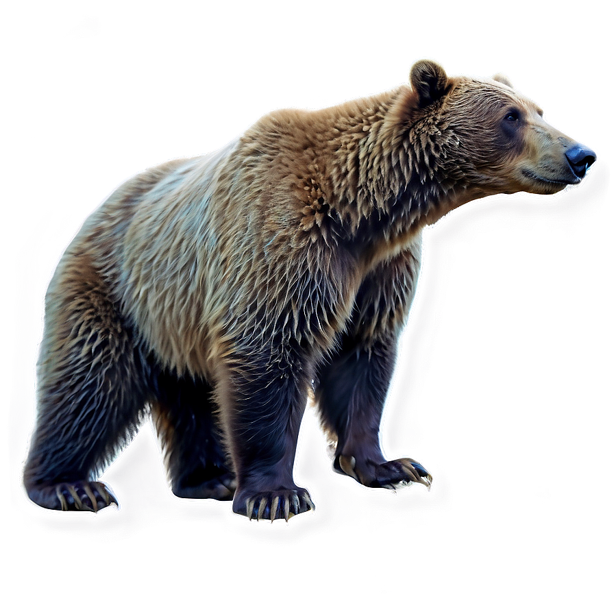 Mama Bear C PNG Image