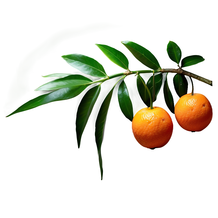 Mandarin Cocktail Ingredient Png Rse67 PNG Image