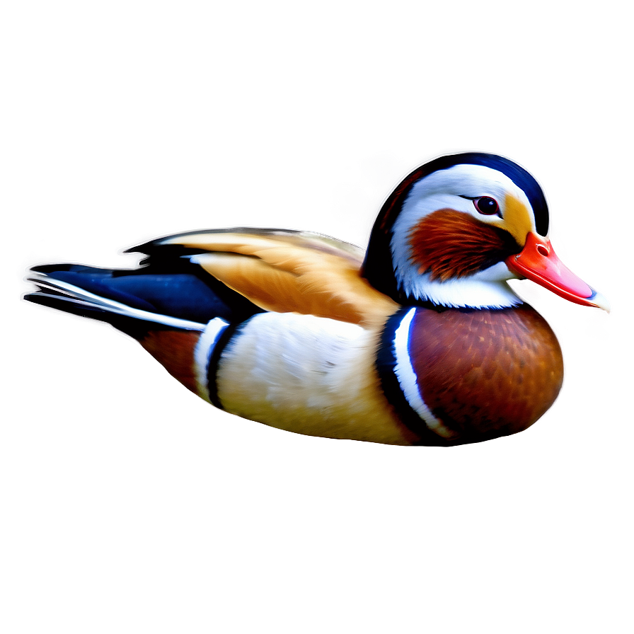 Mandarin Duck Png Uit PNG Image