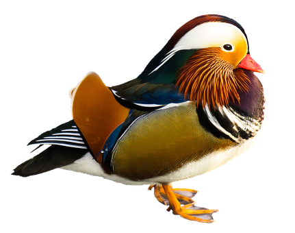 Mandarin Duck Portrait PNG Image