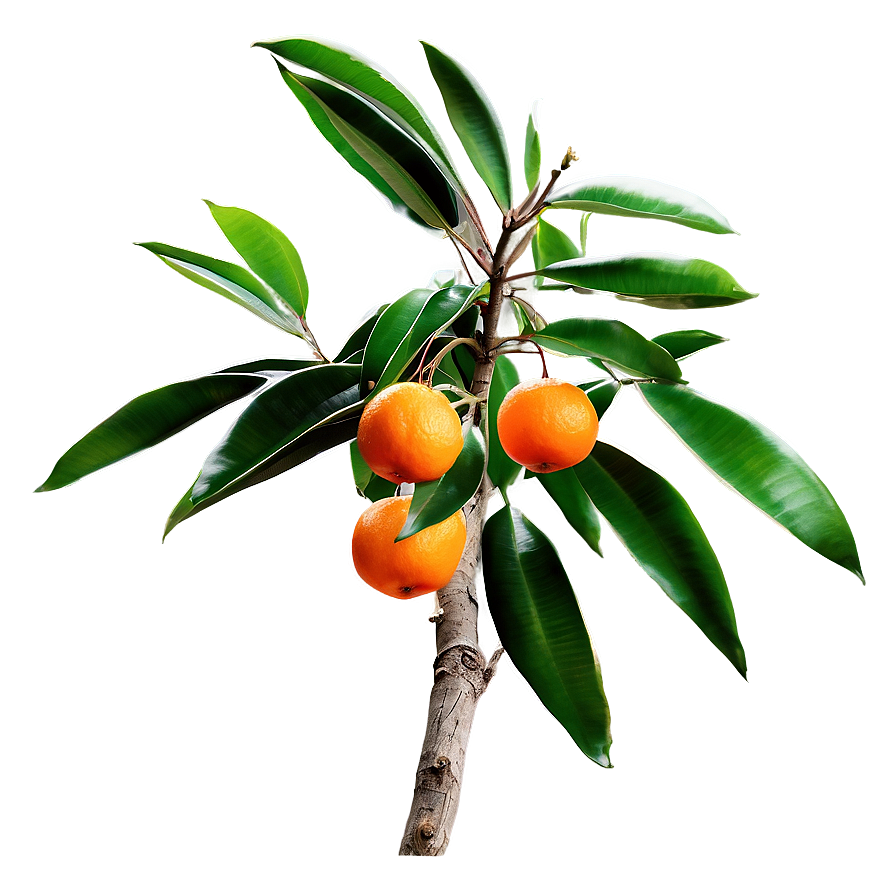 Mandarin On Tree Branch Png Hqo PNG Image