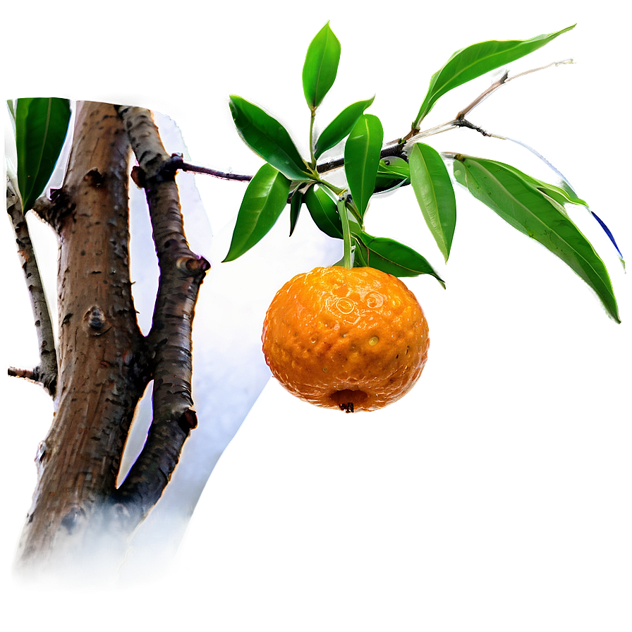 Mandarin On Tree Branch Png Mlp57 PNG Image