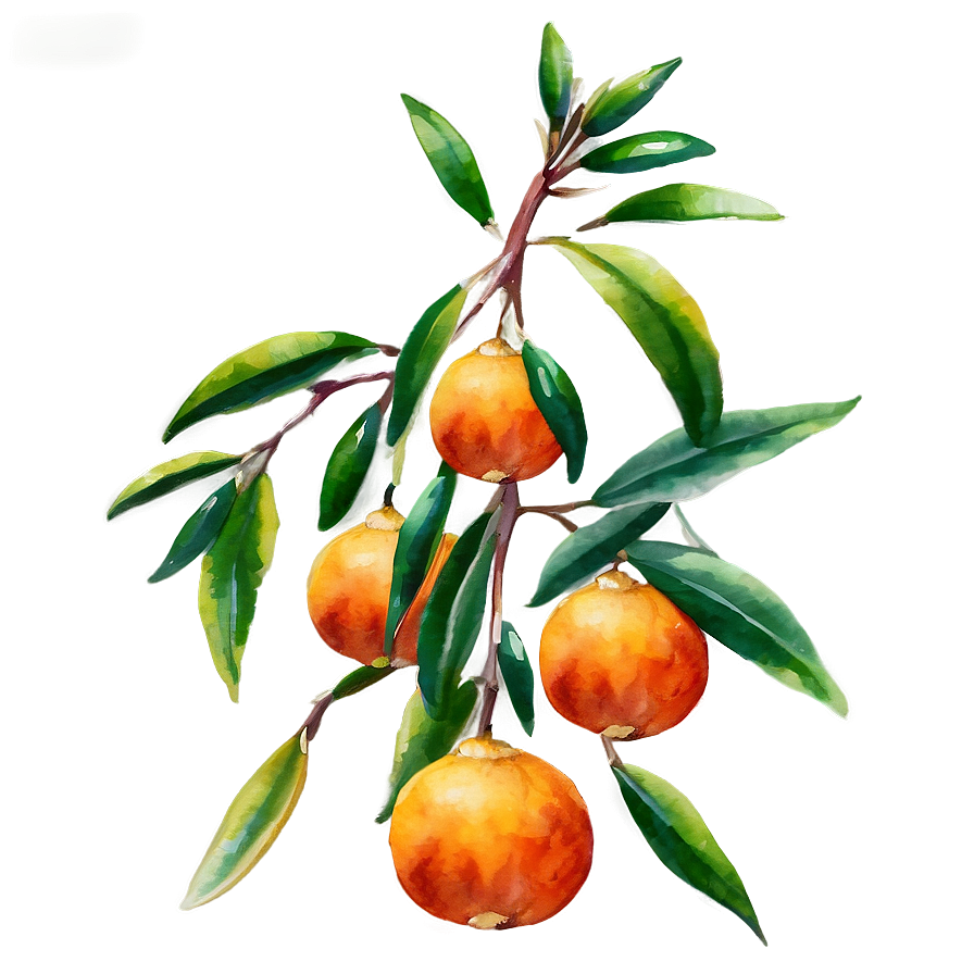 Mandarin Watercolor Art Png 68 PNG Image