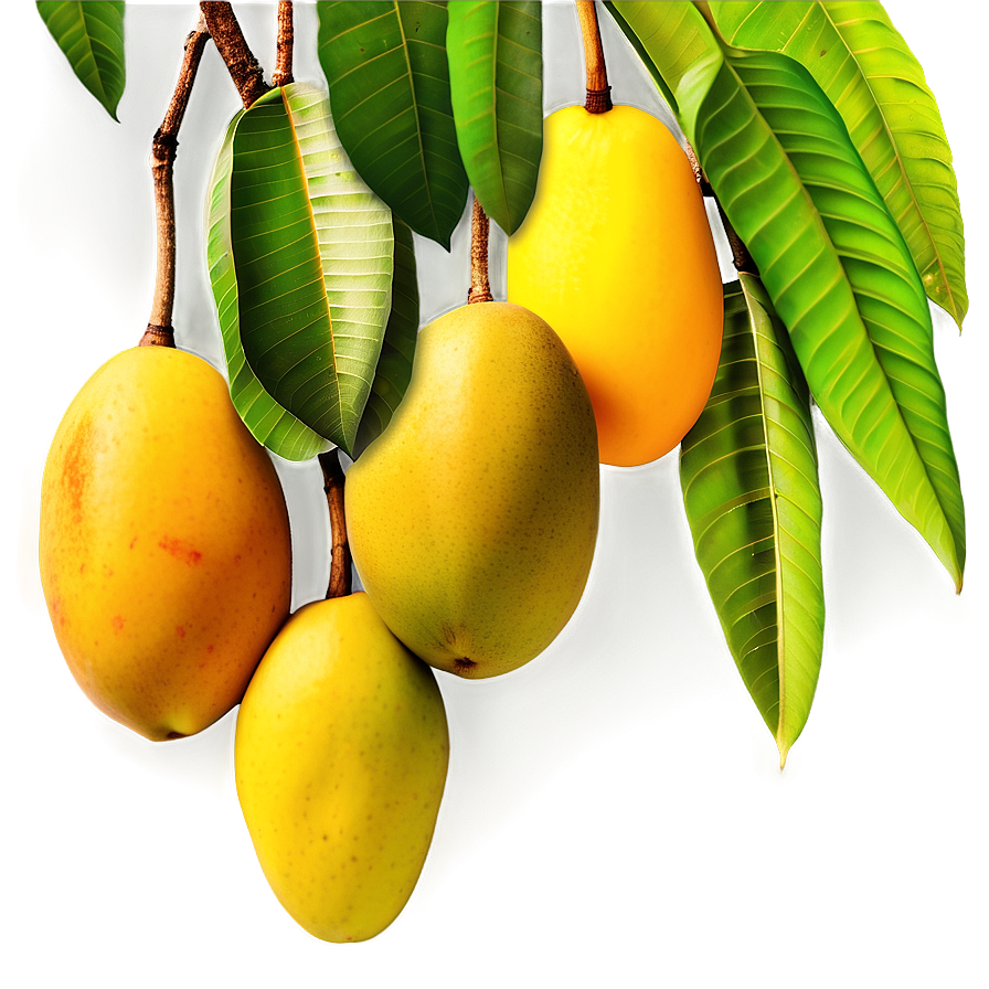 Mango Orchard Png 05232024 PNG Image