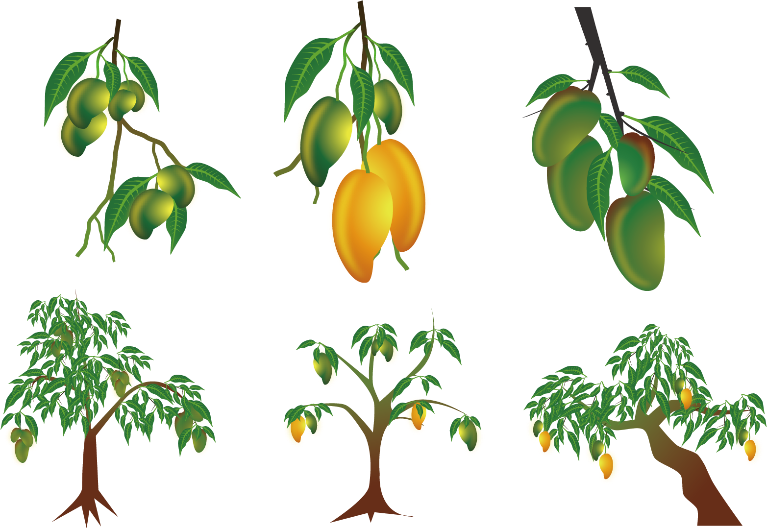 Mango Treeand Fruit Stages PNG Image