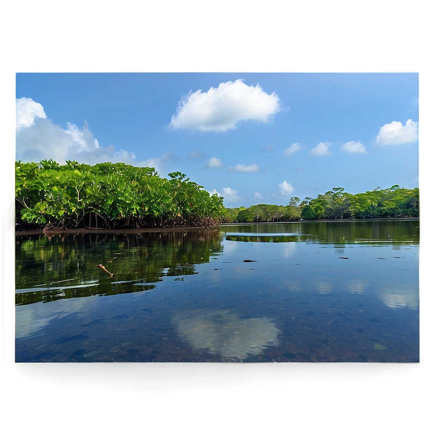 Mangrove Forest Reflection Png 29 PNG Image