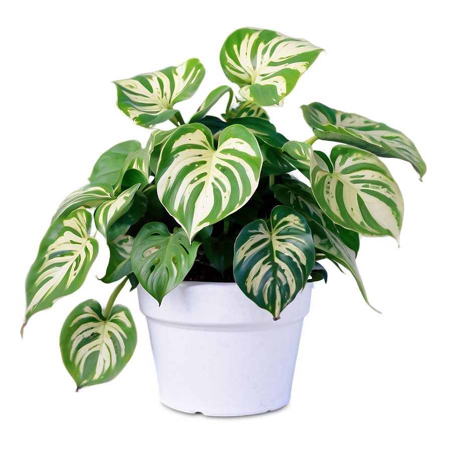 Manjula Pothos Care Sheet Png Vbb54 PNG Image