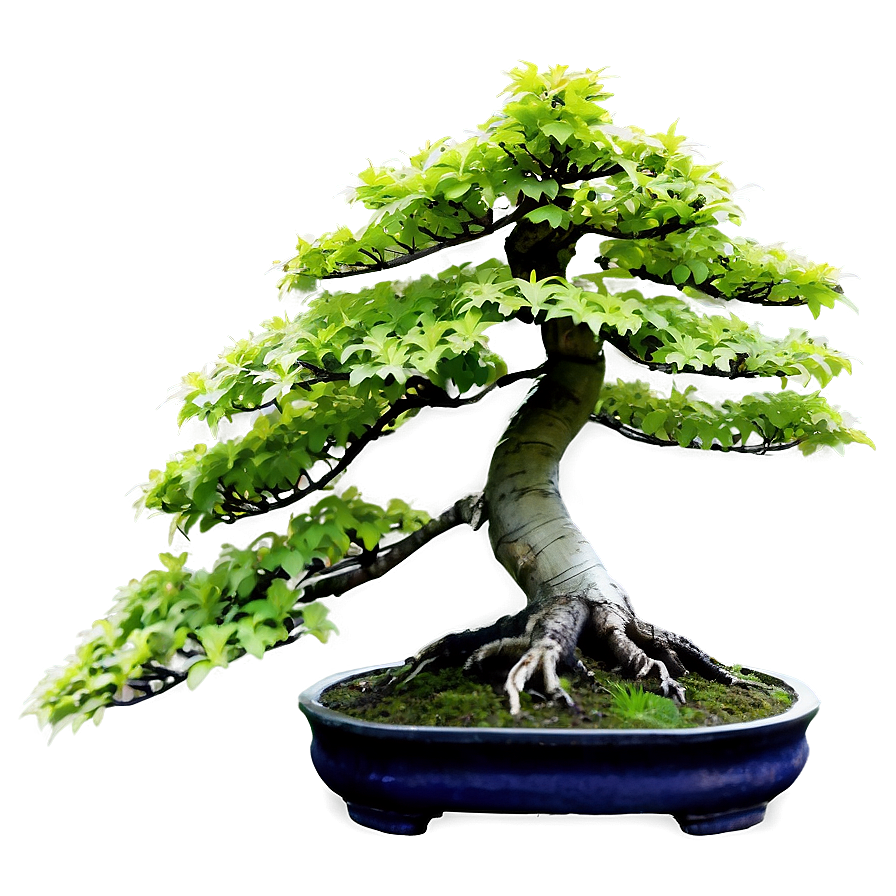 Maple Bonsai Tree Png Xag PNG Image