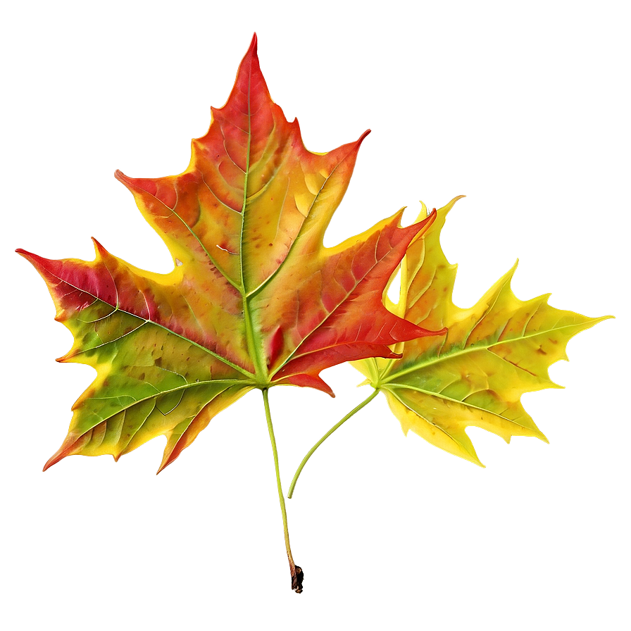 Maple Leaf In Fall Png 05252024 PNG Image