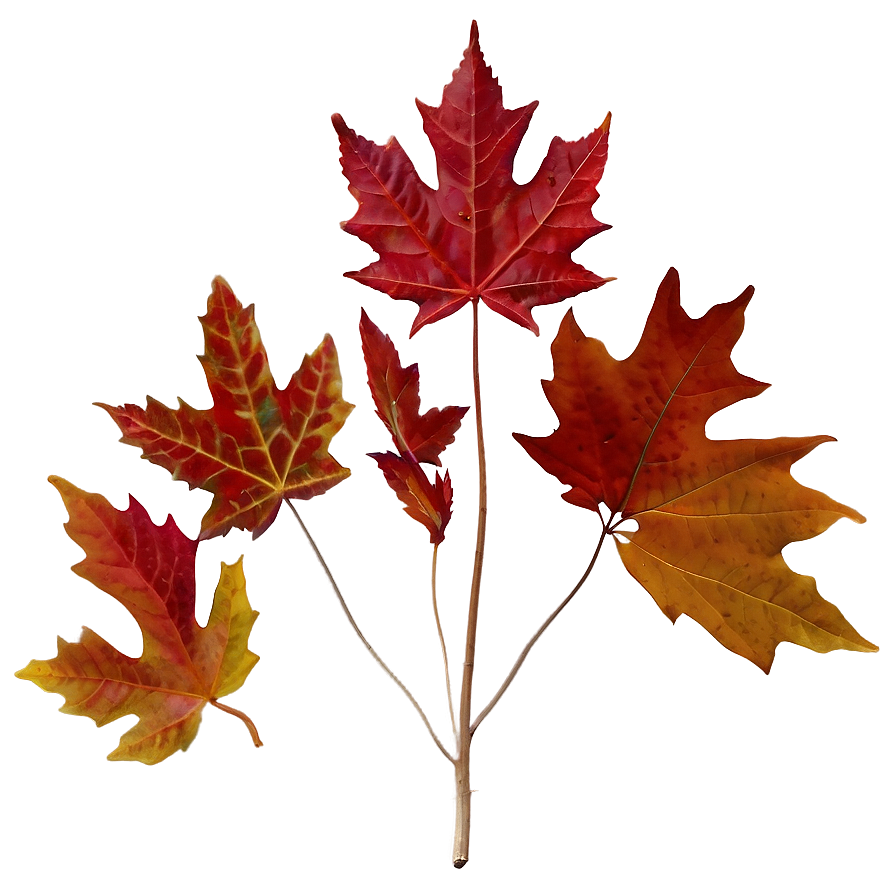 Maple Leaf Png 40 PNG Image