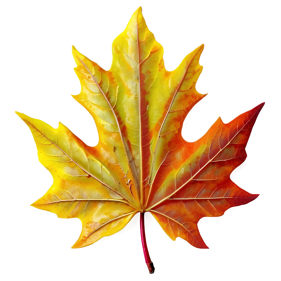 Maple Leaf Png Ker PNG Image