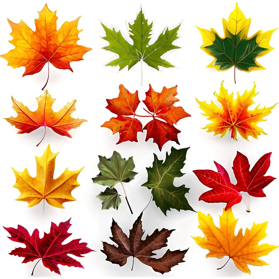 Maple Leaves Png Rrj47 PNG Image