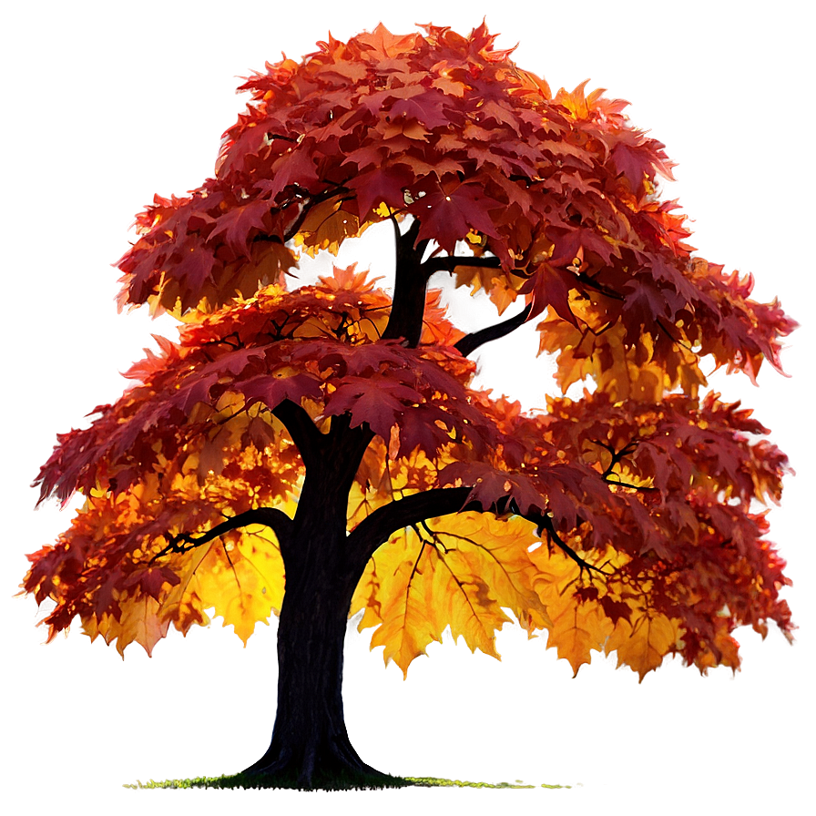 Maple Tree Glowing In Sunset Png Fkr27 PNG Image