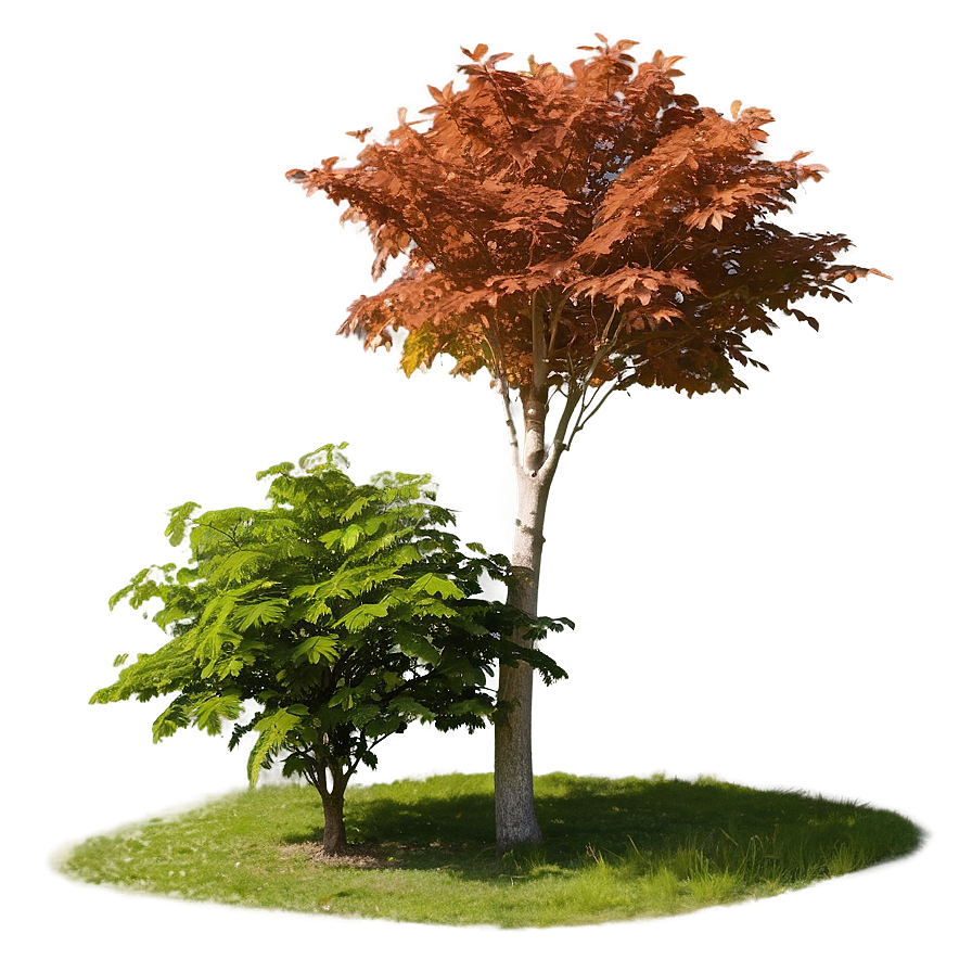 Maple Tree In Rural Field Png 10 PNG Image