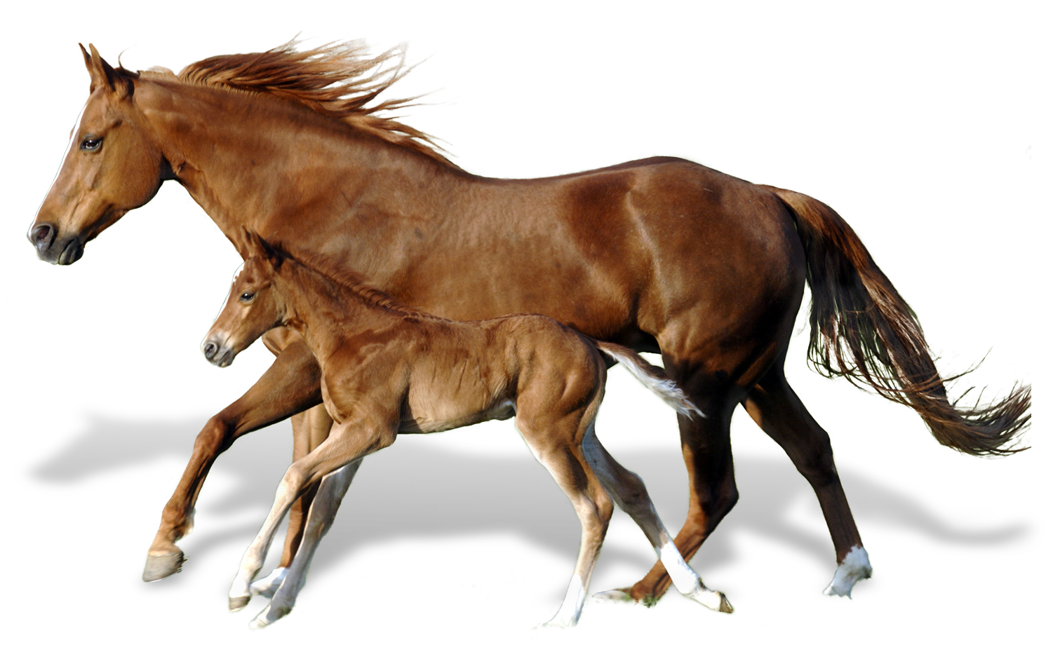 Mareand Foal Bonding PNG Image