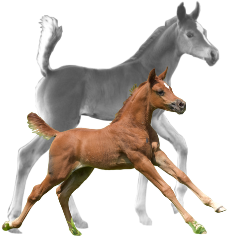 Mareand Foal Bonding PNG Image