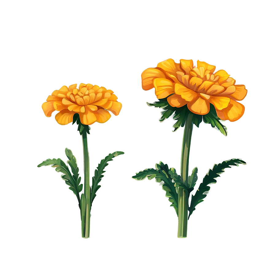 Marigold Cartoon Png 06112024 PNG Image