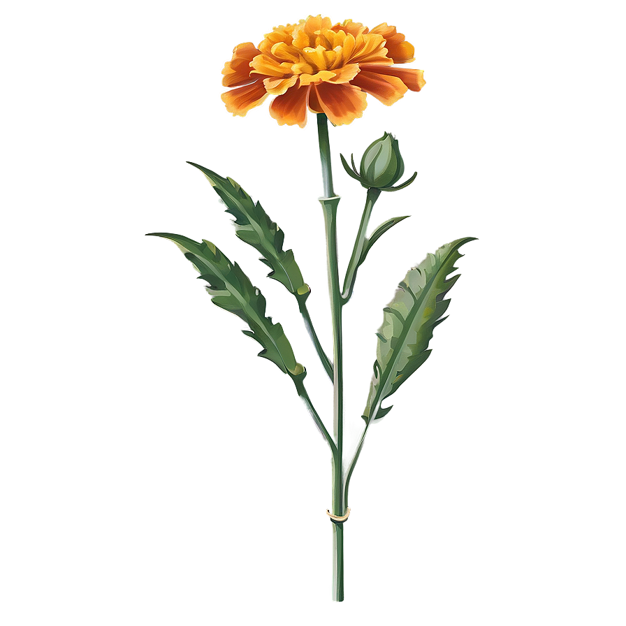 Marigold Flower Illustration Png Qae PNG Image