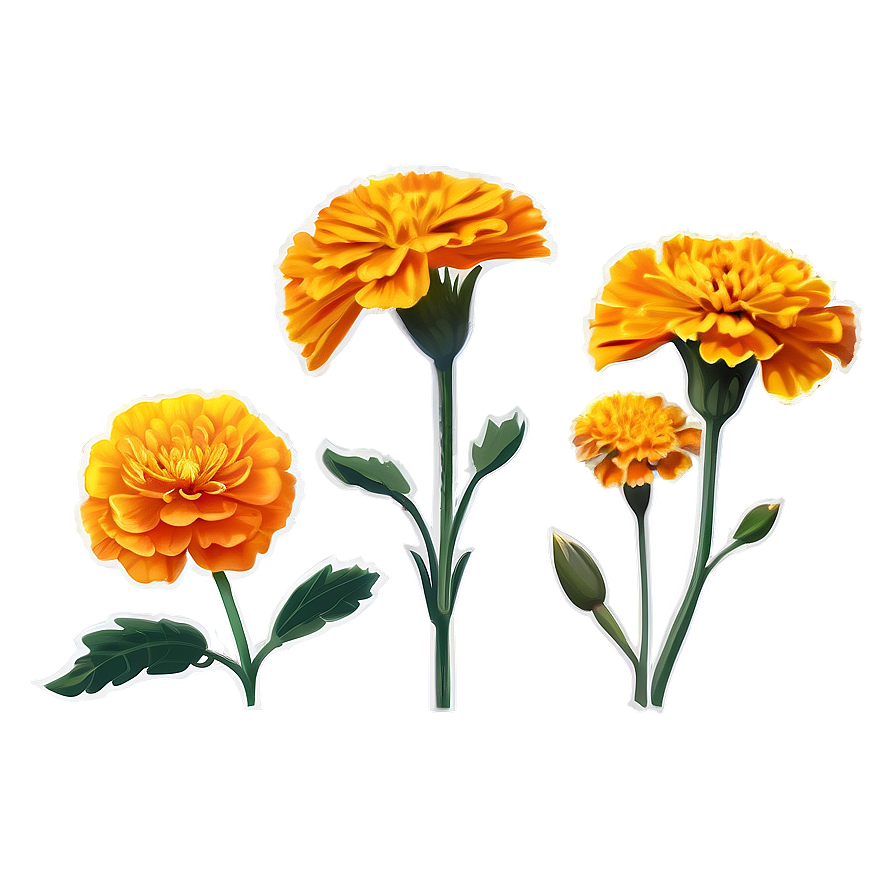 Marigold Flower Illustration Png Xau94 PNG Image