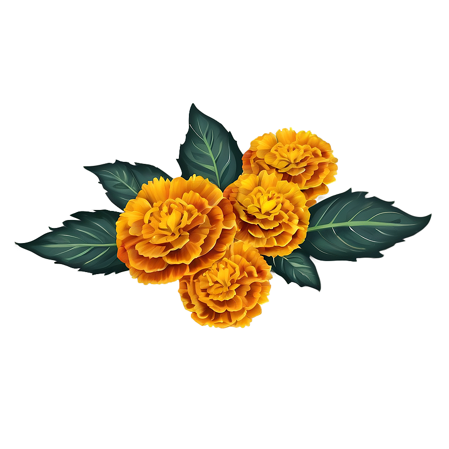 Marigold Illustration Png 69 PNG Image