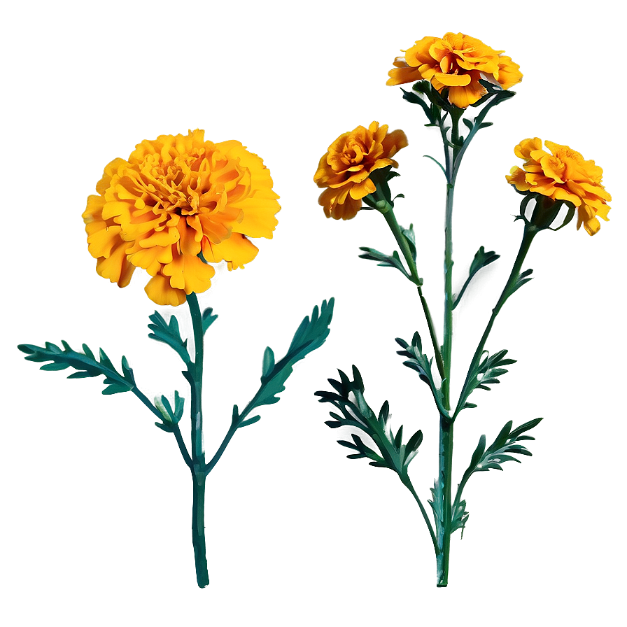 Marigold In Nature Png Xry3 PNG Image