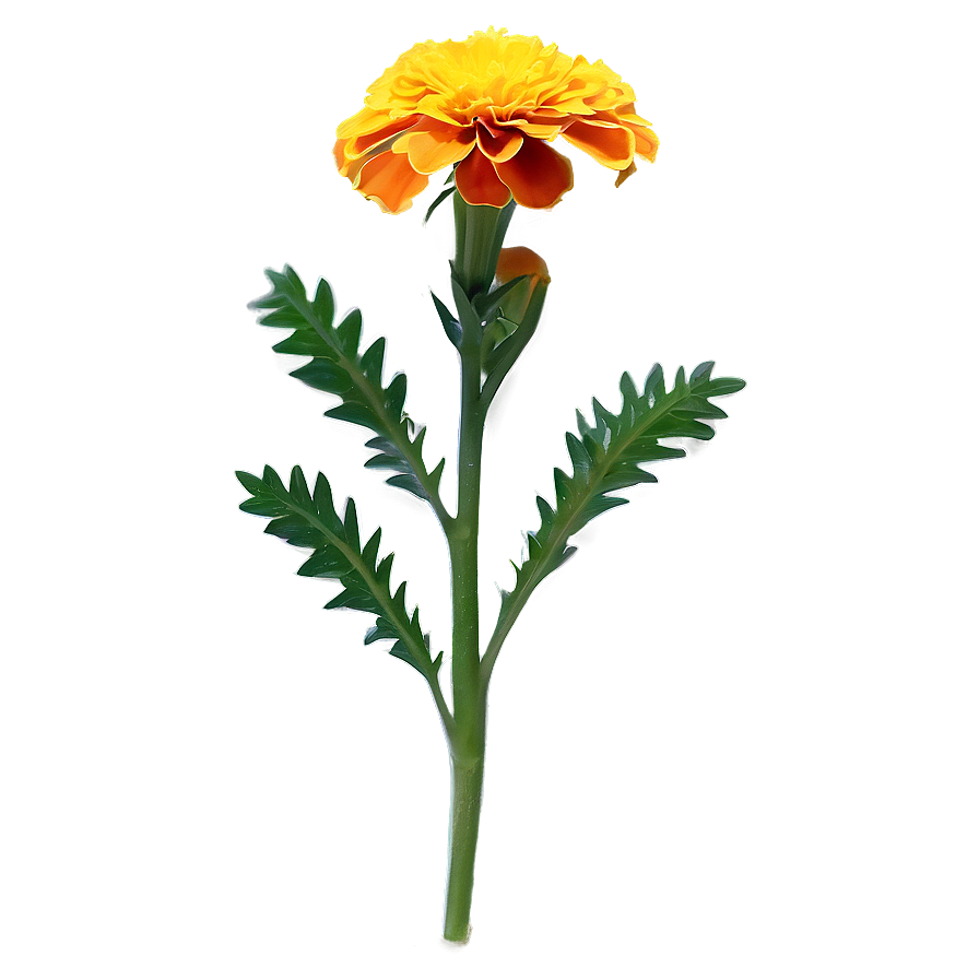 Marigold Medicinal Plant Png 16 PNG Image