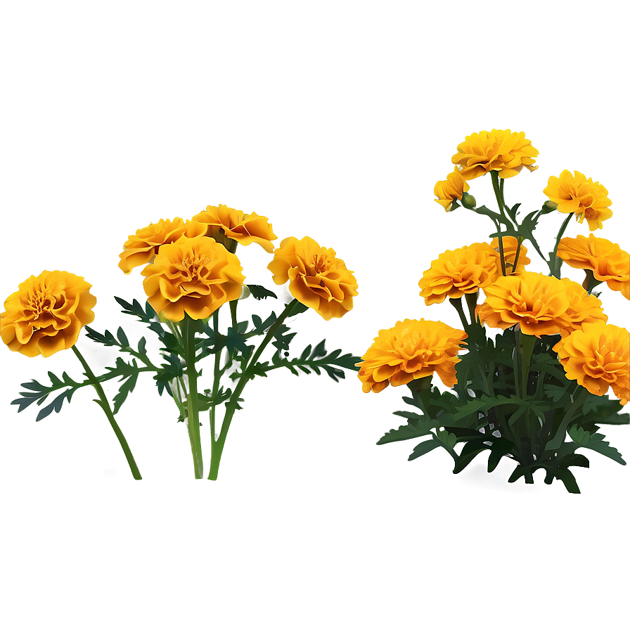 Marigold Plant Png 06112024 PNG Image