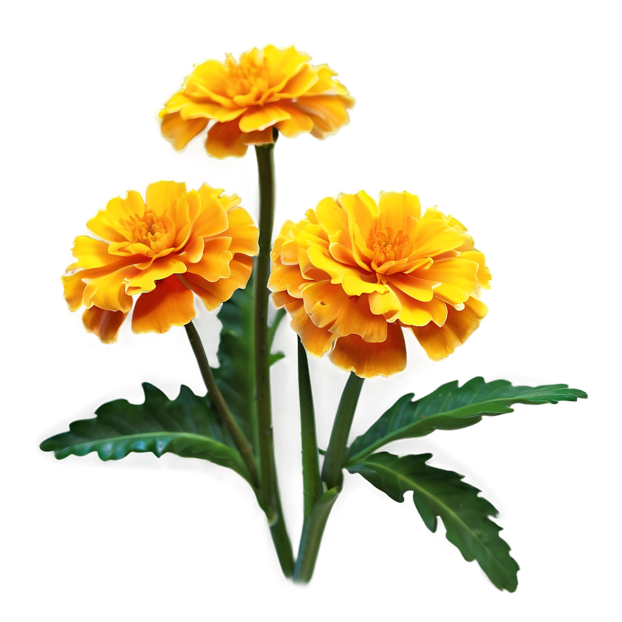 Marigold Plant Png Wqu PNG Image