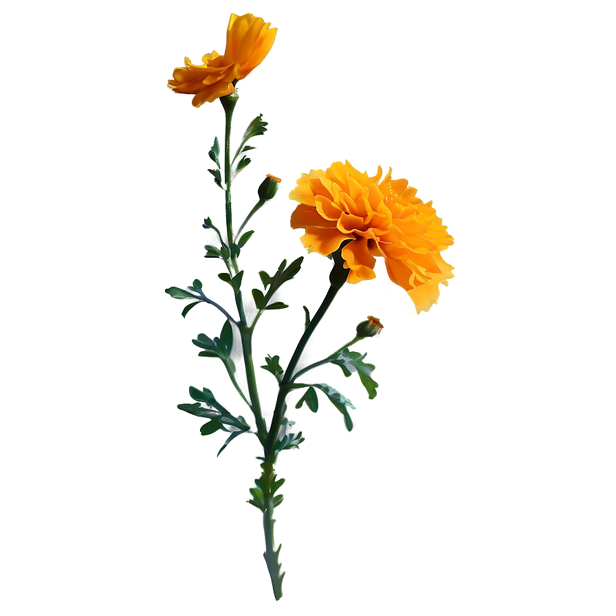 Marigold Sunset Background Png Gff57 PNG Image