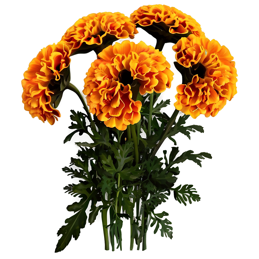 Marigolds Floral Arrangement Png 06132024 PNG Image