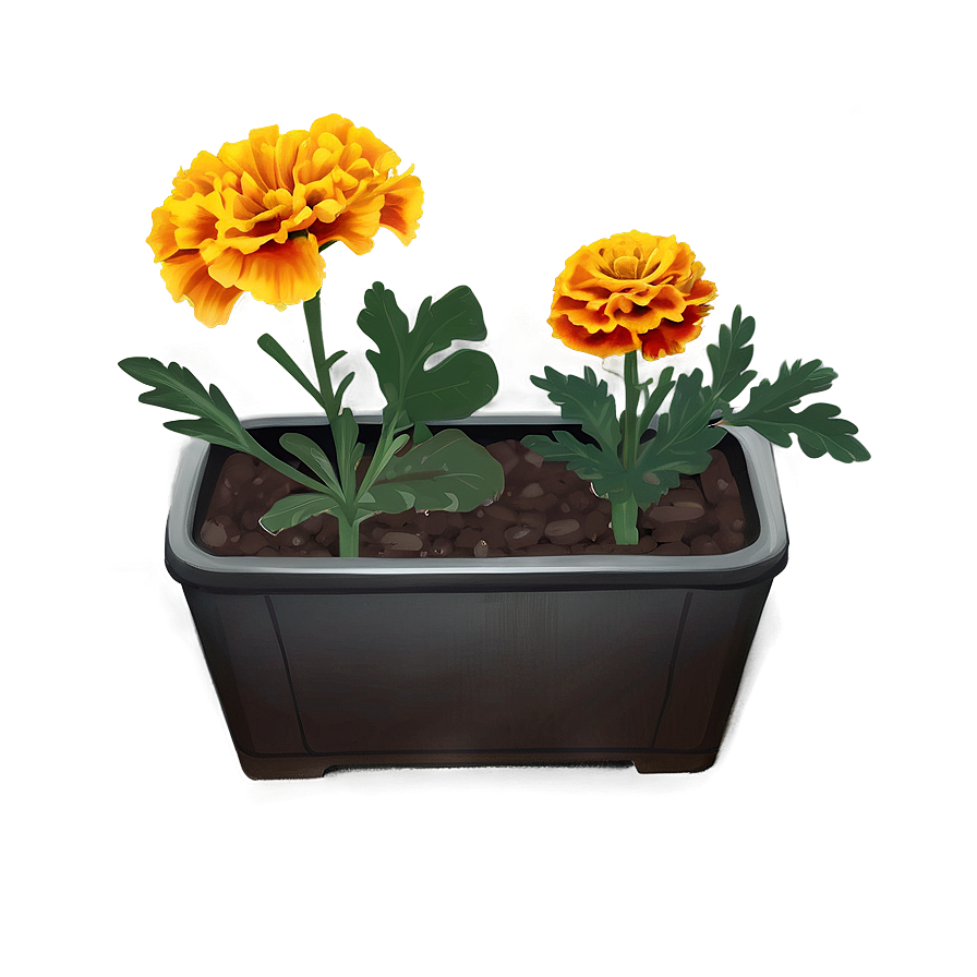 Marigolds In Nature Png Jwa93 PNG Image