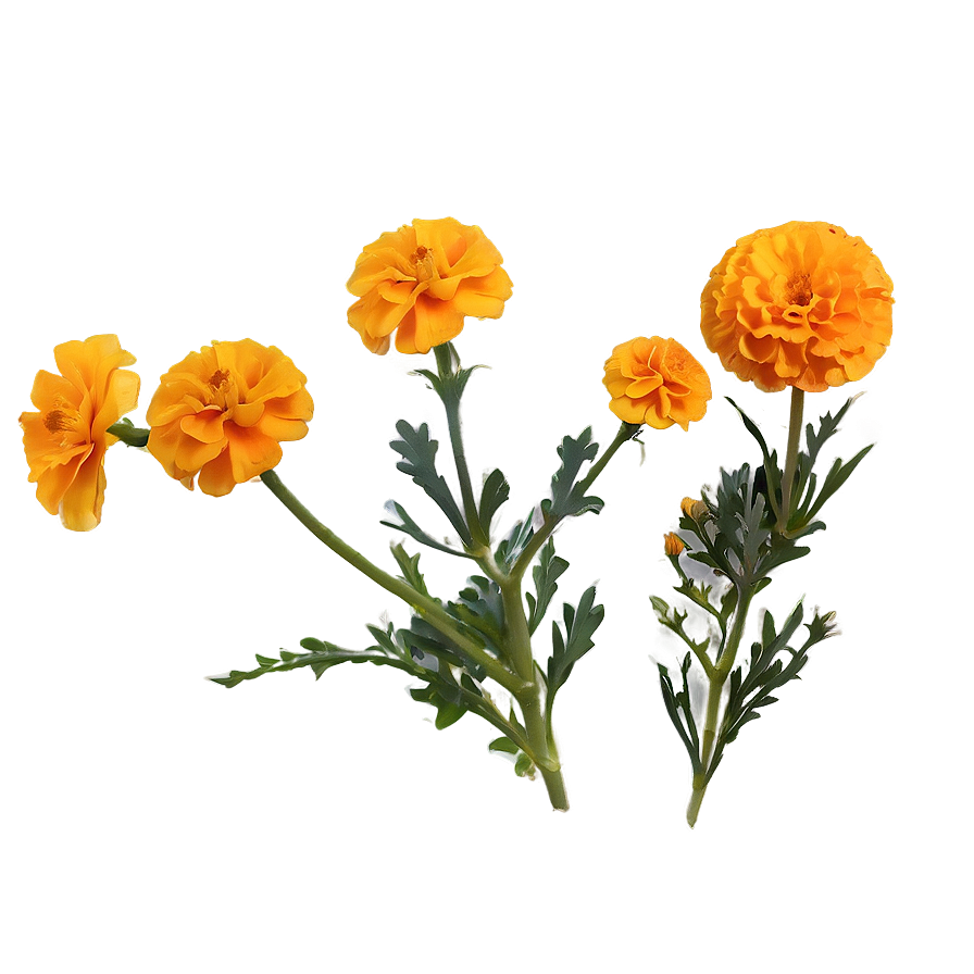 Marigolds In Nature Png Res PNG Image