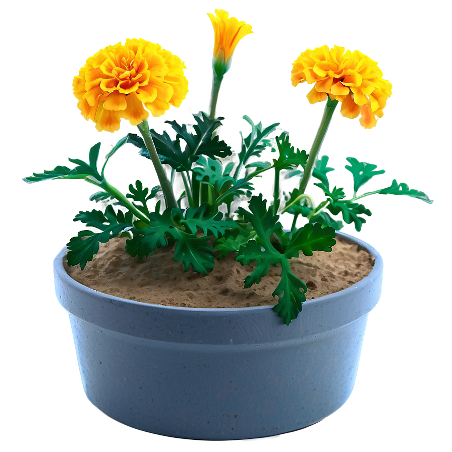 Marigolds In Pot Png Pmc39 PNG Image