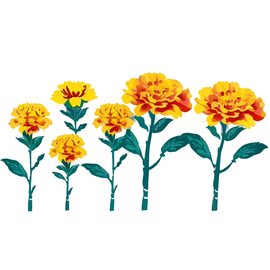 Marigolds Vector Art Png 06132024 PNG Image