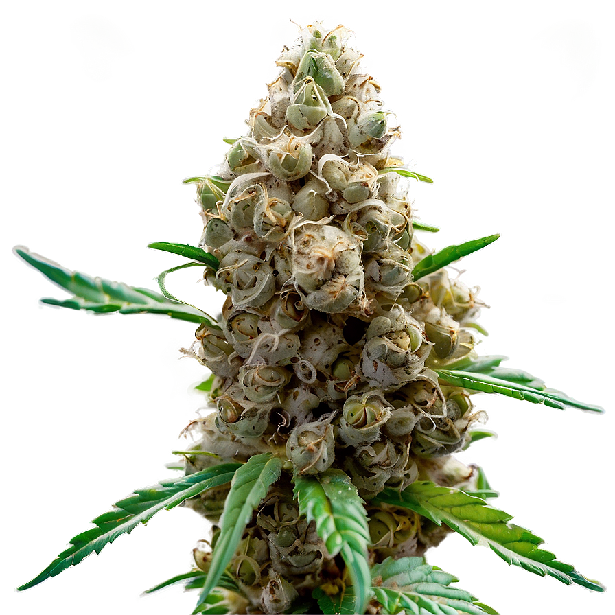 Marijuana Bud Png 05032024 PNG Image