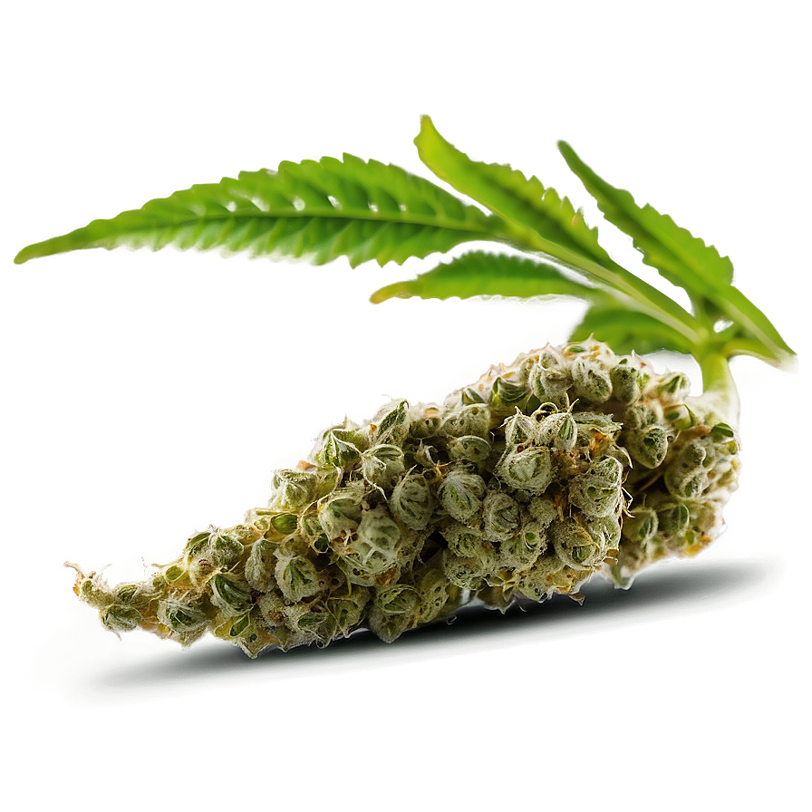 Marijuana Bud Png 66 PNG Image