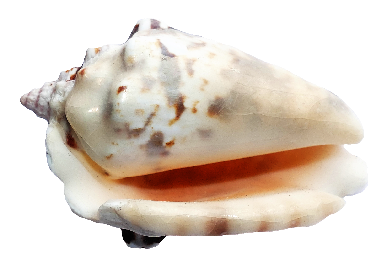 Marine Conch Shell Isolated PNG Image