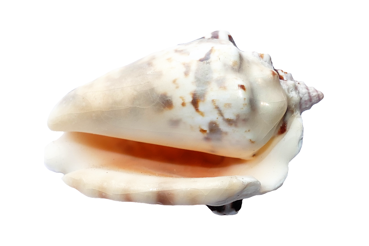 Marine Conch Shellon Black PNG Image