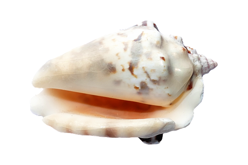 Marine Conch Shellon Black PNG Image