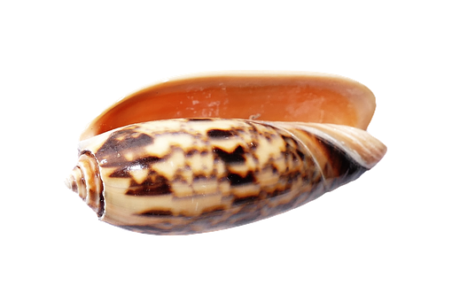 Marine Cone Shell Isolated PNG Image